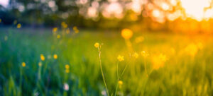 AdobeStock 435691745 300x136